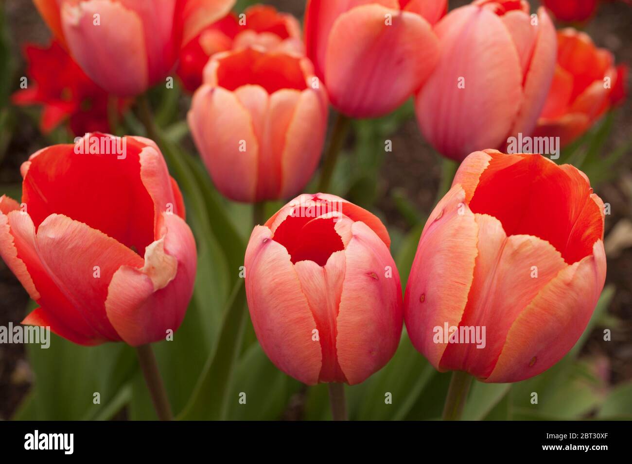 Darwin Impression Apricot tulips on an overcast day in Spring. Stock Photo