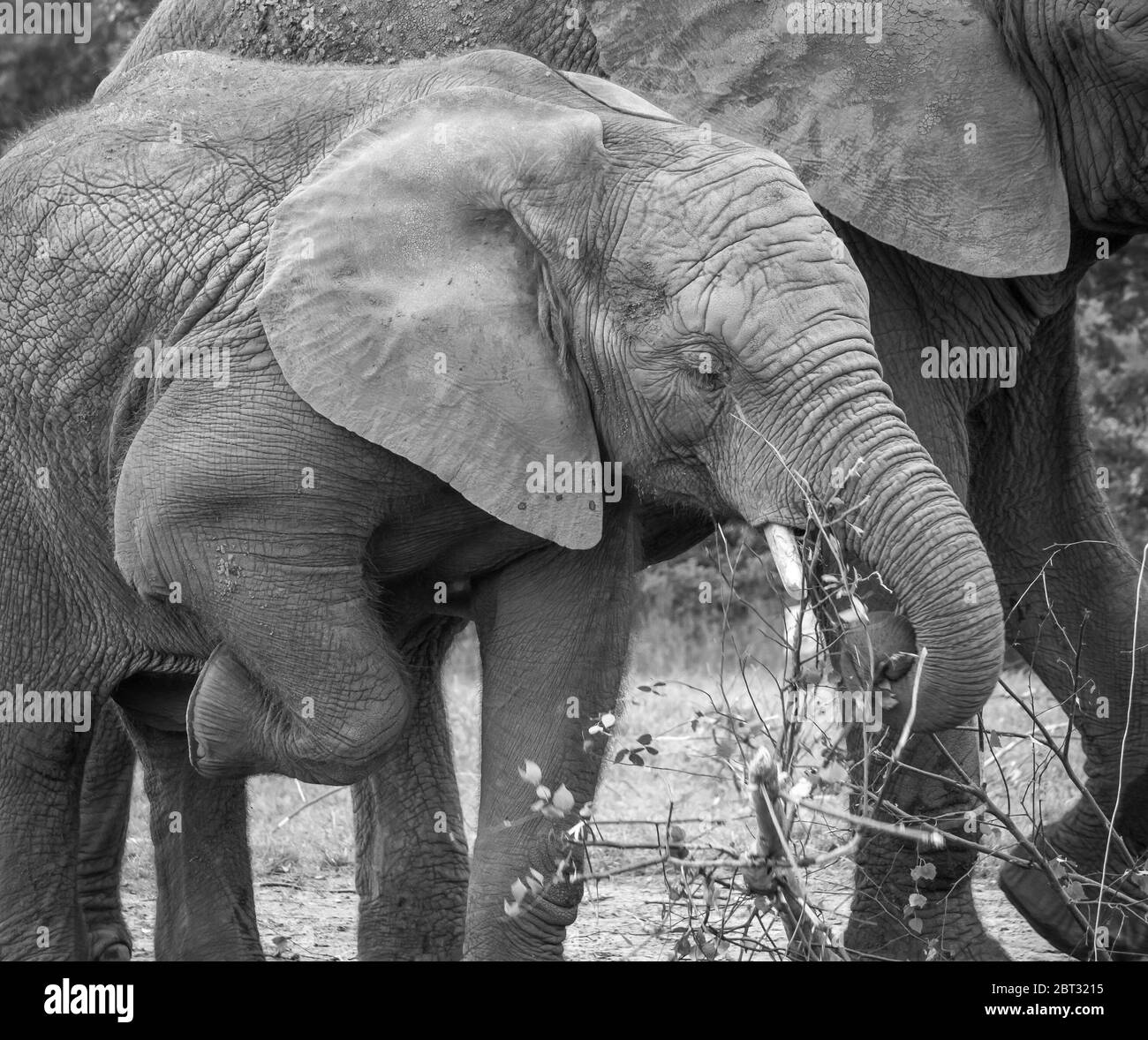 Monochrome close up of African elephants (Loxodonta africana) close together in captivity, West Midland Safari Park, UK. Elephant calf lifting leg! Stock Photo