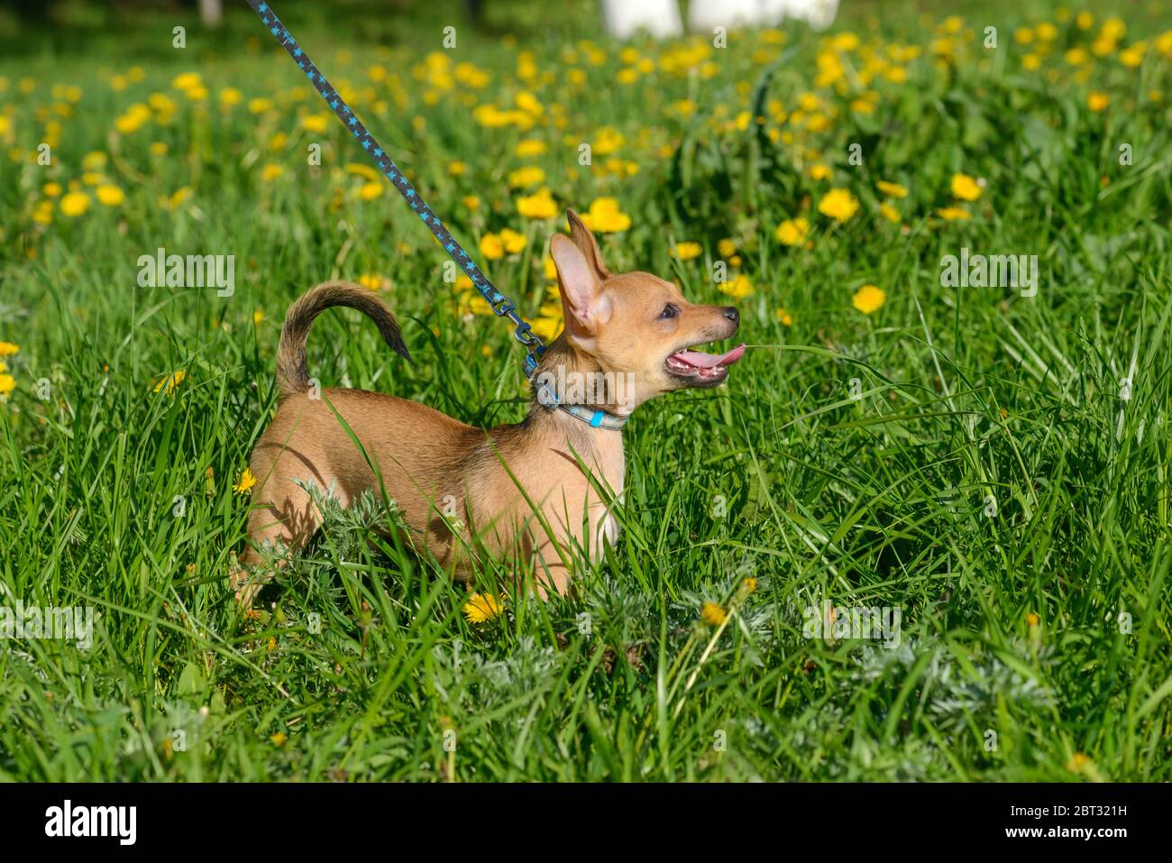 Puppy Chihuahua with a blue leash standing among dandelions. Man walks a dog. Beautiful funny young red brown Chihuahua dog. Dog in the grass Stock Photo