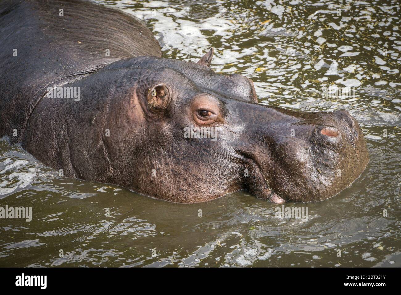 Hippo face hi-res stock photography and images - Alamy