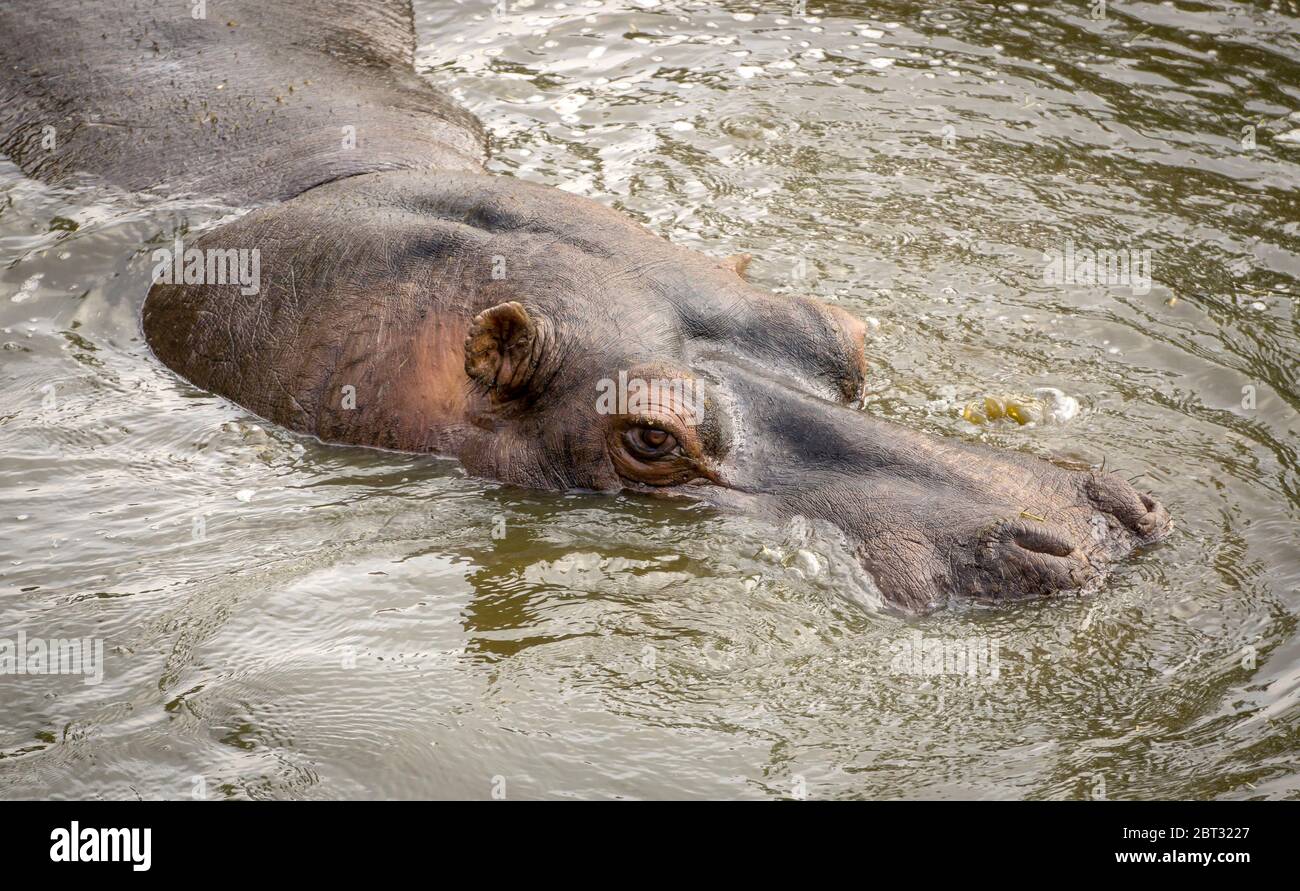 Close up of hippopotamus animal (Hippopotamus amphibius) isolated outdoors swimming in water, West Midland (Midlands) Safari Park, UK. Stock Photo