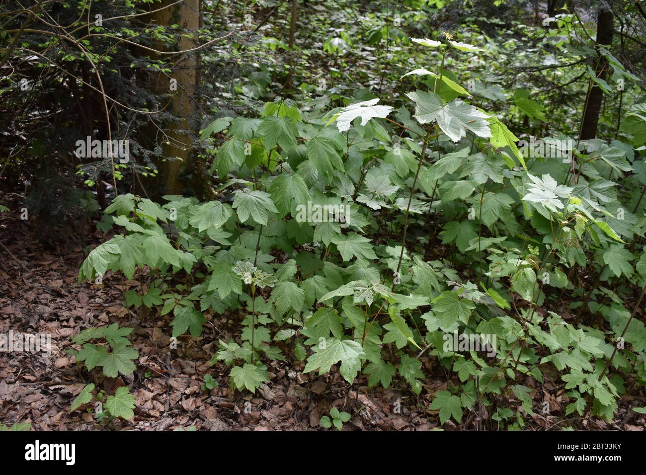 Maple leaf forest hi-res stock photography and images - Alamy