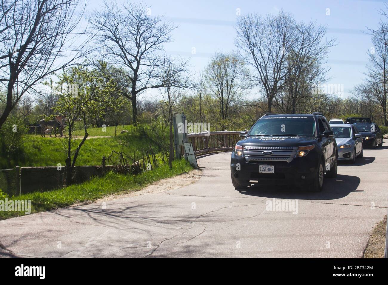 Toronto Canada 22nd May 2020 People Drive Vehicles Past A Zebra During A Media Event At