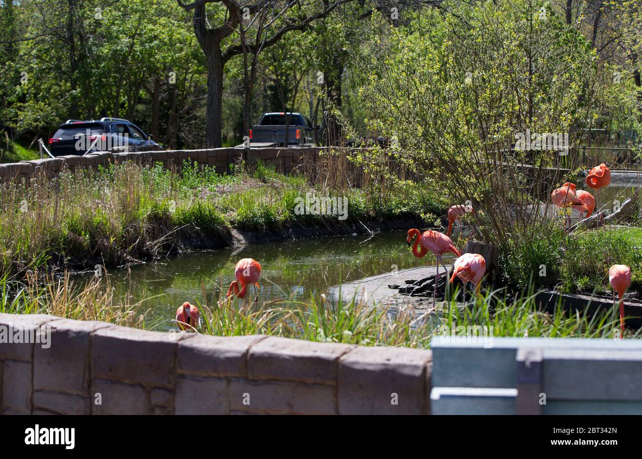 Toronto Canada 22nd May 2020 People Drive Vehicles Past A Flamboyance Of Flamingos During A Media Event At The Toronto Zoo In Toronto Canada On May 22 2020 Starting Saturday The Toronto