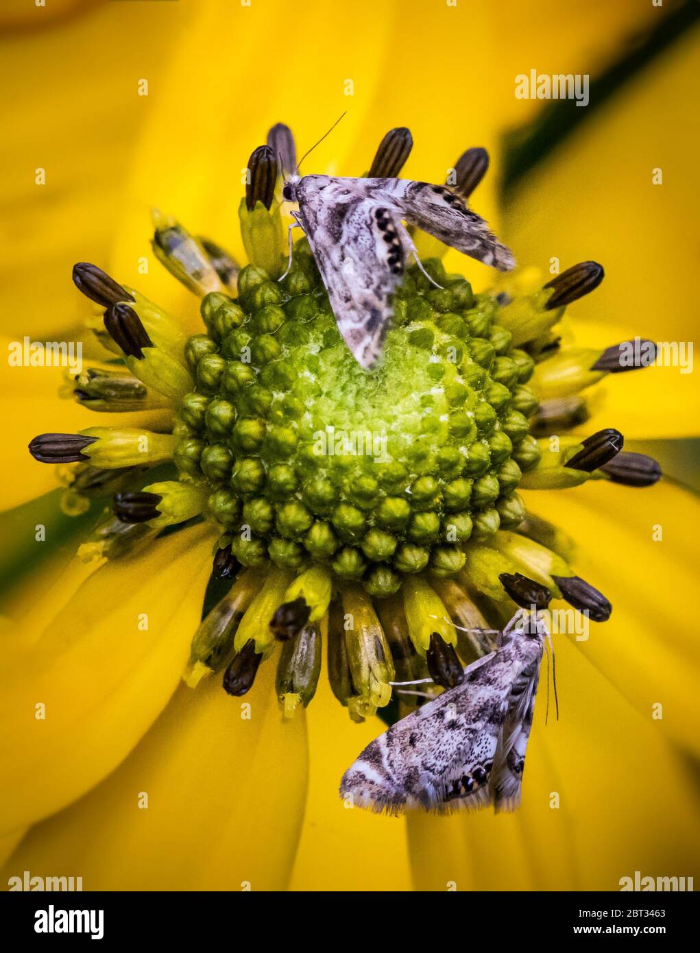 A pair of Little White Lichen Moths gather nectar from a yellow flower Stock Photo