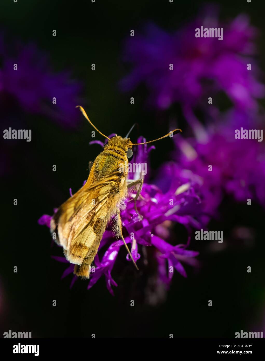 View from above a Fiery Skipper butterfly feeding against a dark blurred background Stock Photo