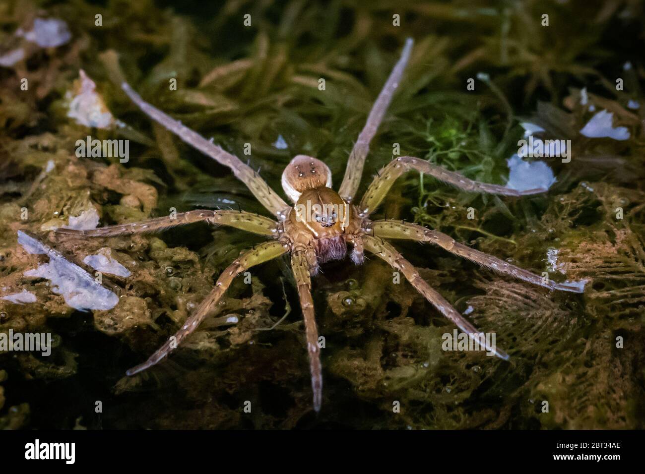 Water spider patiently awaiting it lunch on a freshwater lake in eastern Pennsylvania Stock Photo