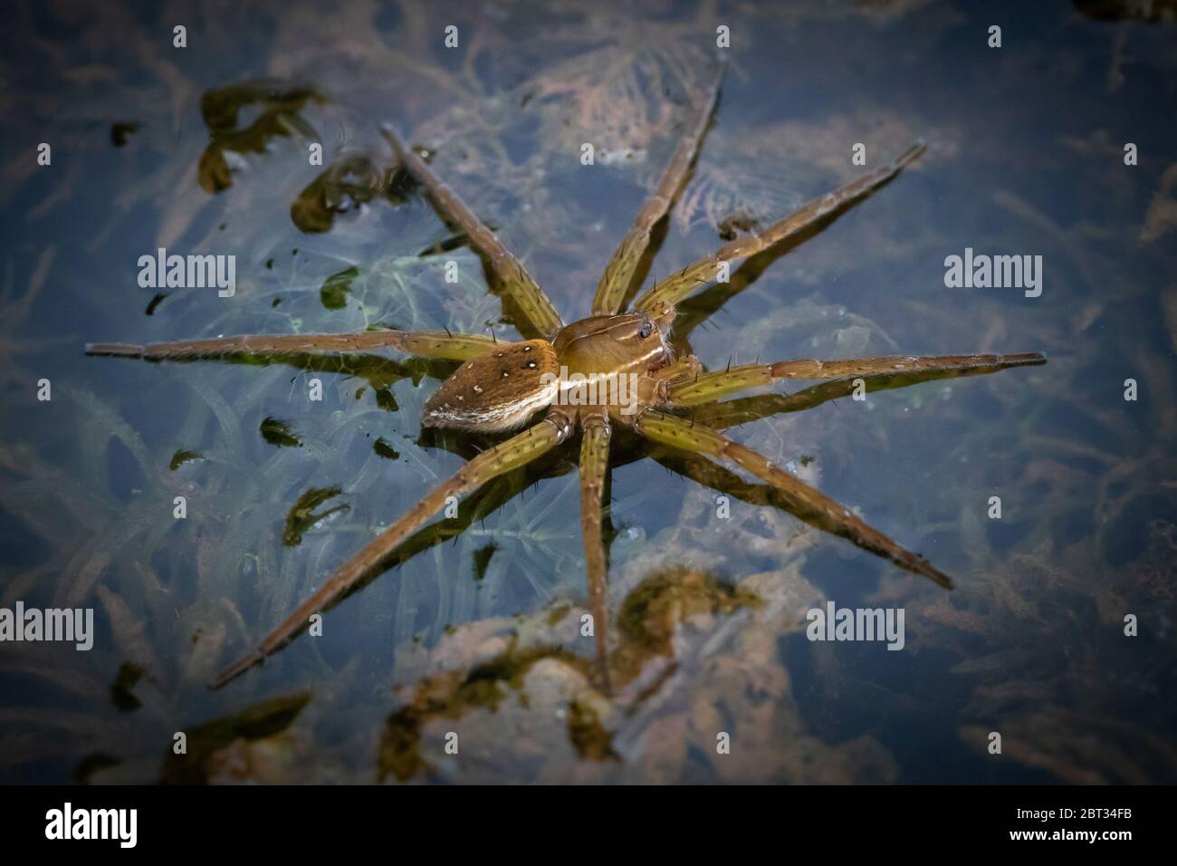 Pond Spider High Resolution Stock Photography and Images - Alamy