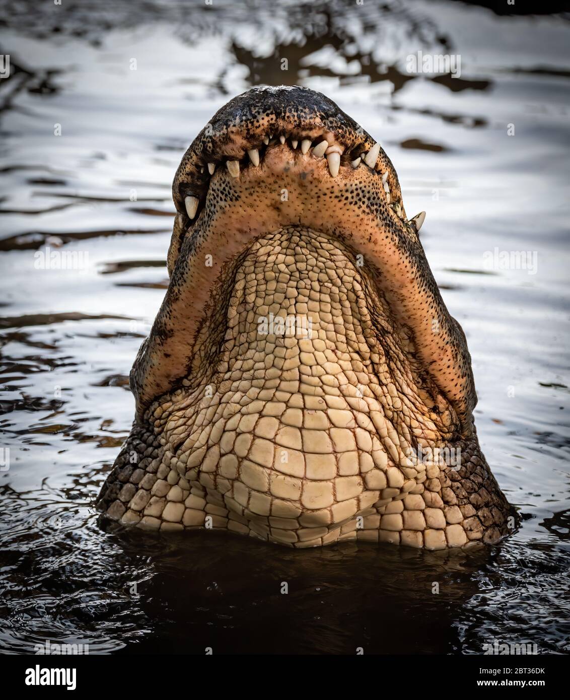 An Alligator in the Everglades, Florida Stock Photo - Alamy