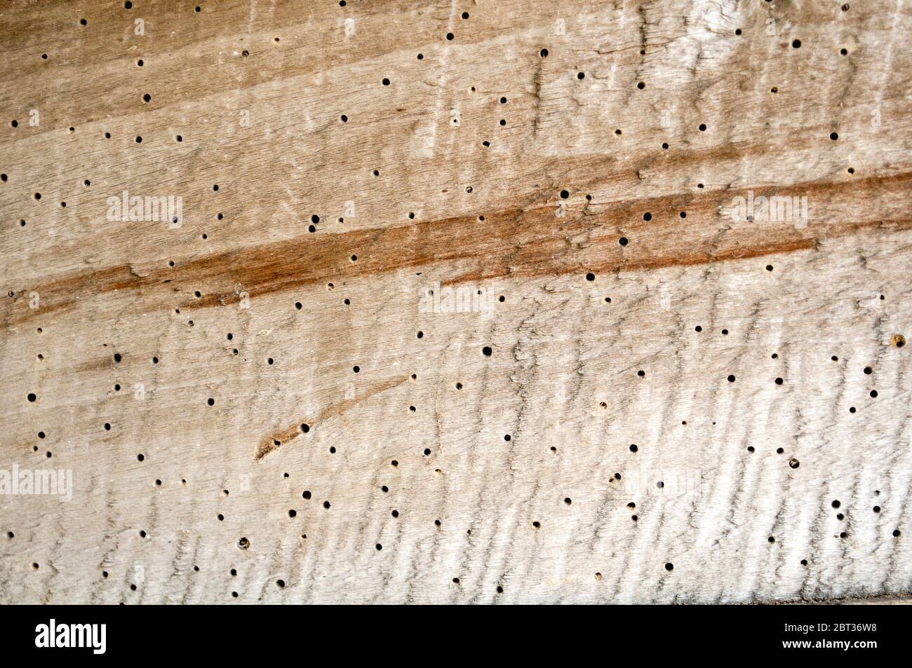 Bright wood texture with holes from beetles and brown pattern. Defects of wood. Damage to the timber. Background Stock Photo