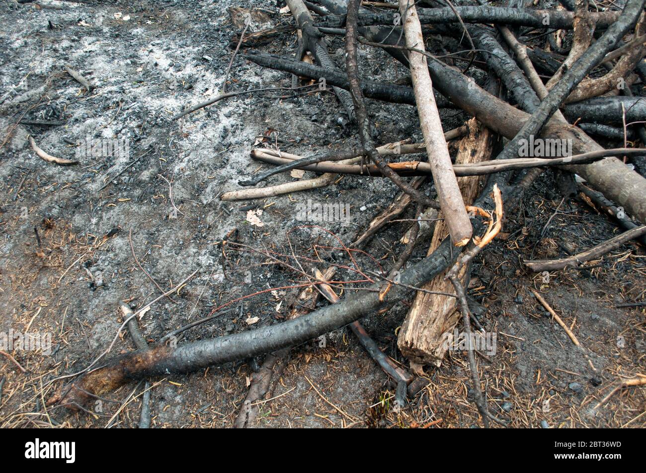 Pile of burnt branches after a forest fire, consequence of the forest fire.The result of human careless contact with nature. Stock Photo
