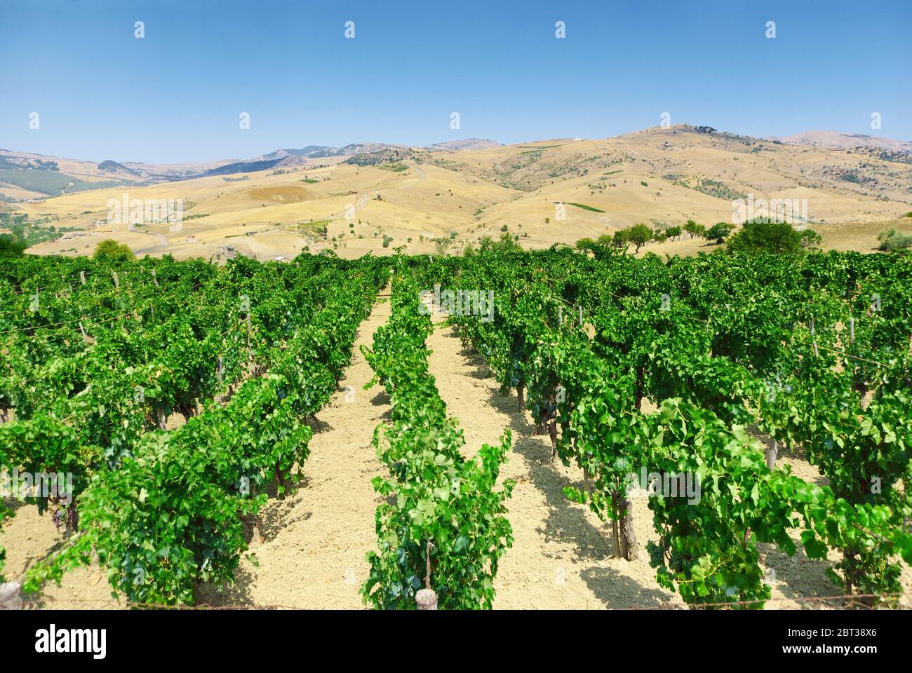 landscape Sicily countryside with vineyard row Stock Photo