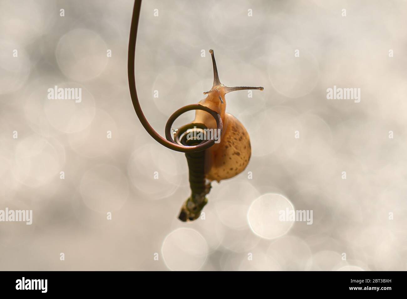 Miniature snail on a plant, Indonesia Stock Photo