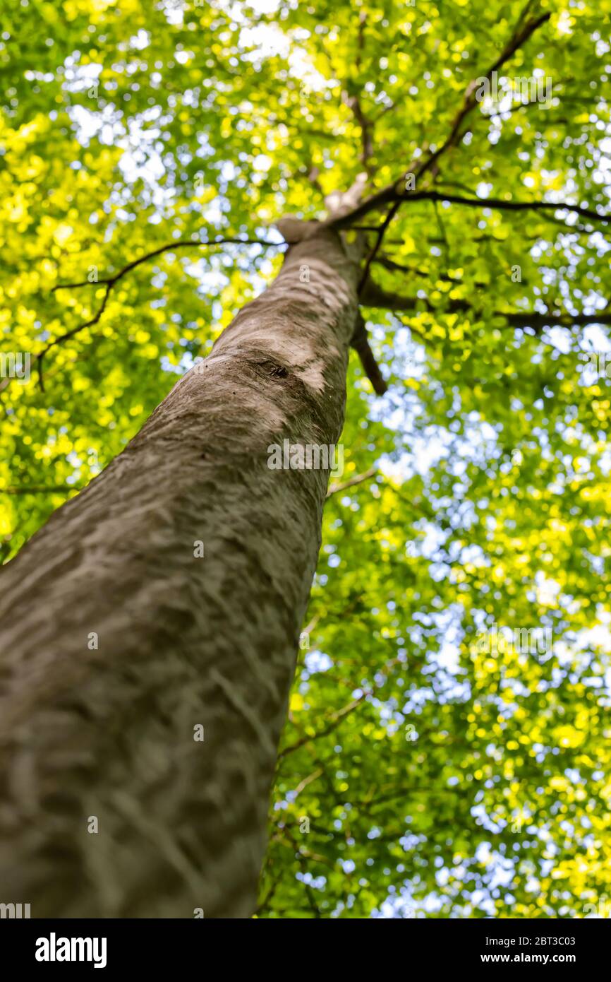 Spiral growing hornbeam tree, in the romanian temperate forests Stock Photo