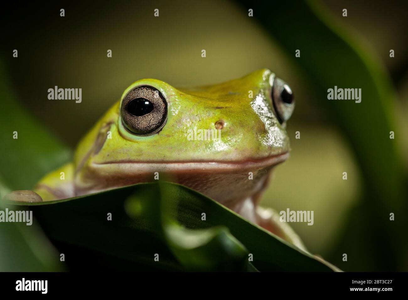 Close-up Portrait of a frog, Indonesia Stock Photo
