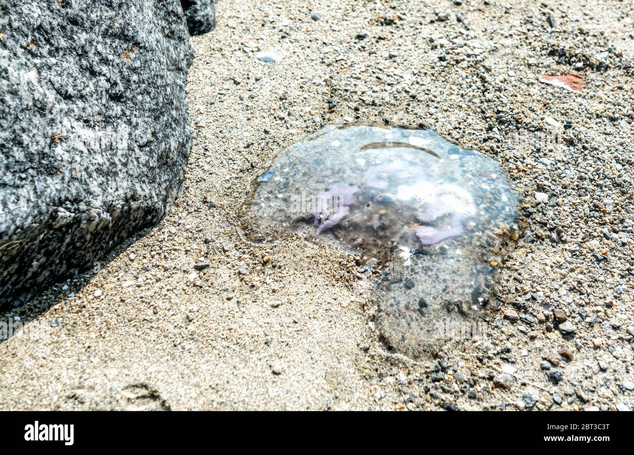 The drying and dying jellyfish in Norwegian fjords - tides out but the creature on the coast of Alsta Island. Close to Sandnessoen town, Norway Stock Photo