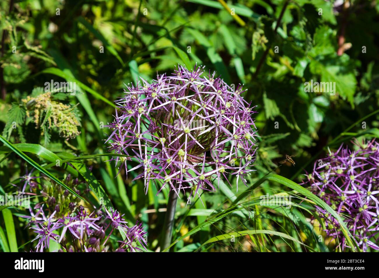 Wild Leek purple Allium, Allium ampeloprasum, in flower, Stock Photo