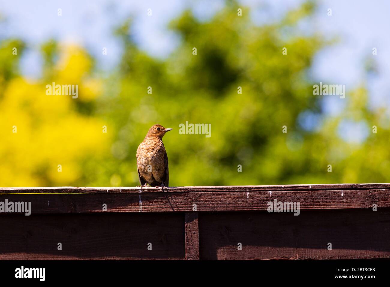 Juvenile Blackbird fledgling, Turdus Merula, perched on a wooden fence Stock Photo