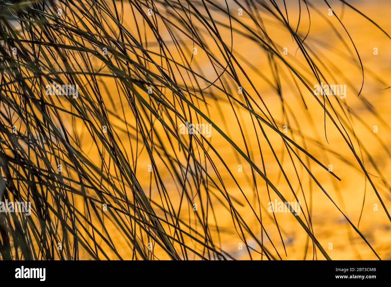 Graceful arching of sedges, Carex sp., along the Merced River, with vivid color of the morning sun reflected off El Capitan onto the river surface beh Stock Photo