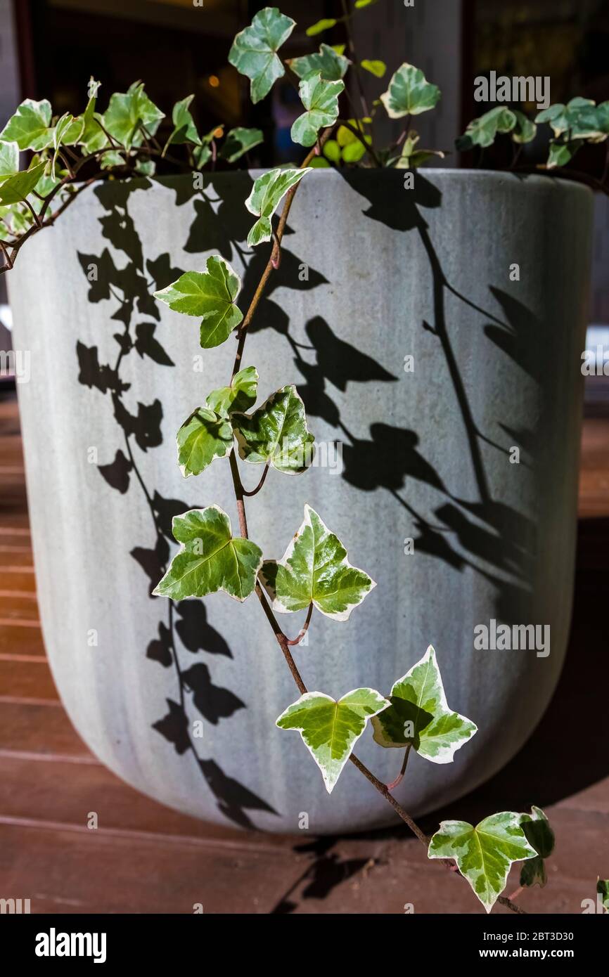 Ivy casting shadows on a simple pot at the Ansel Adams Gallery in Yosemite Valley, Yosemite National Park, California, USA Stock Photo