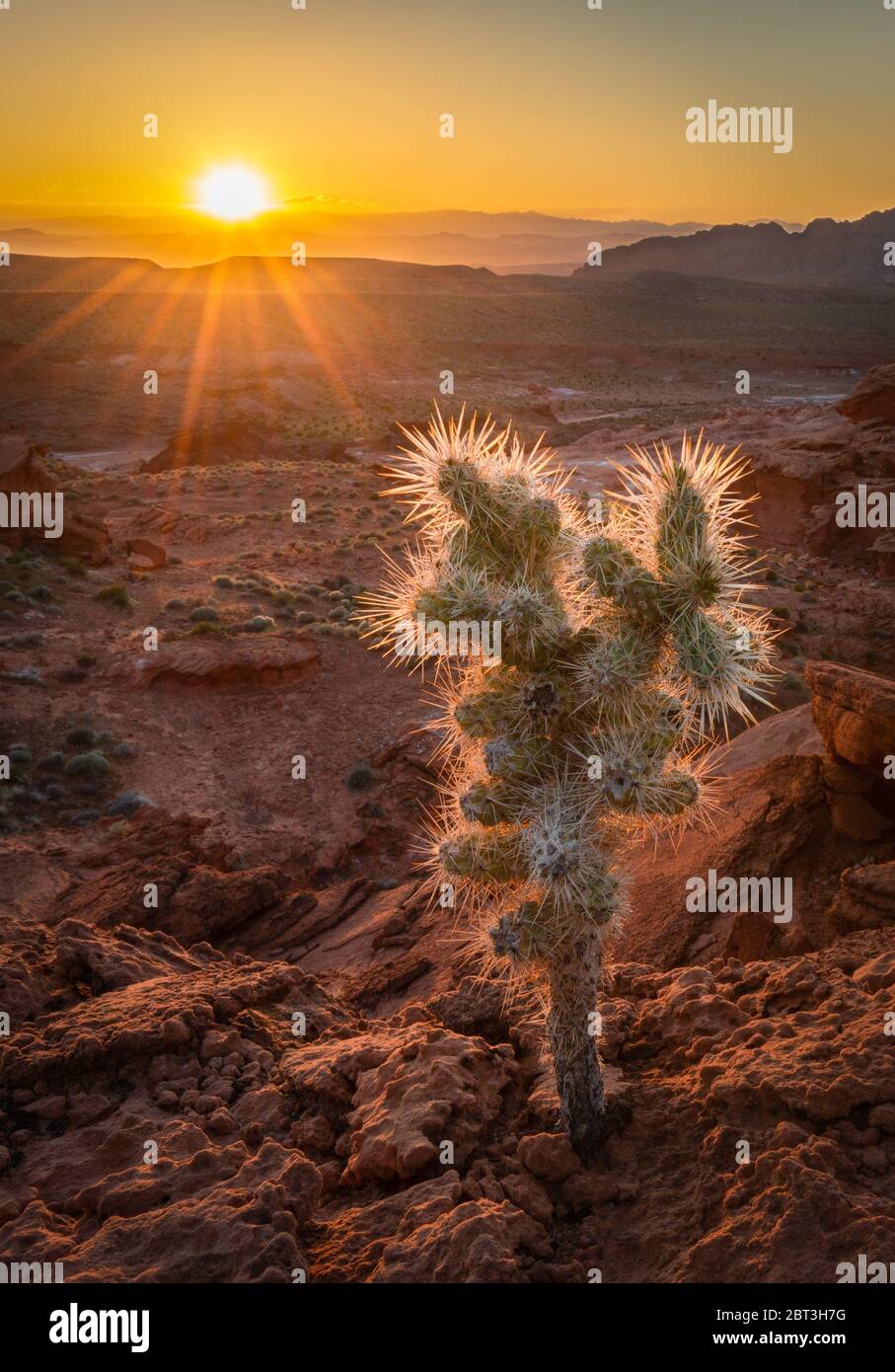 Cactus at Sunset, Little Finland, Nevada, USA Stock Photo