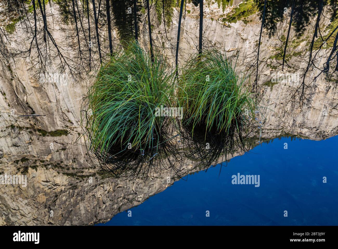 Sedge, Carex sp., clumps growing on hummocks in the Merced River, with morning reflections of El Capitan, in Yosemite Valley, Yosemite National Park, Stock Photo