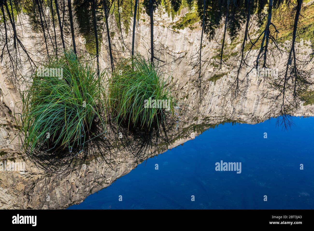 Sedge, Carex sp., clumps growing on hummocks in the Merced River, with morning reflections of El Capitan, in Yosemite Valley, Yosemite National Park, Stock Photo