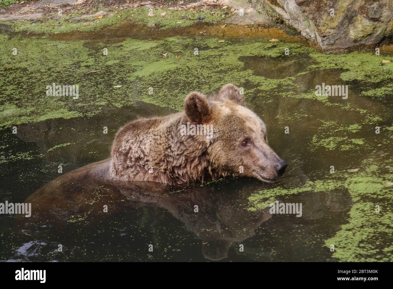 A brown bear swims in dirty water. Reflection of an animal in water Stock Photo