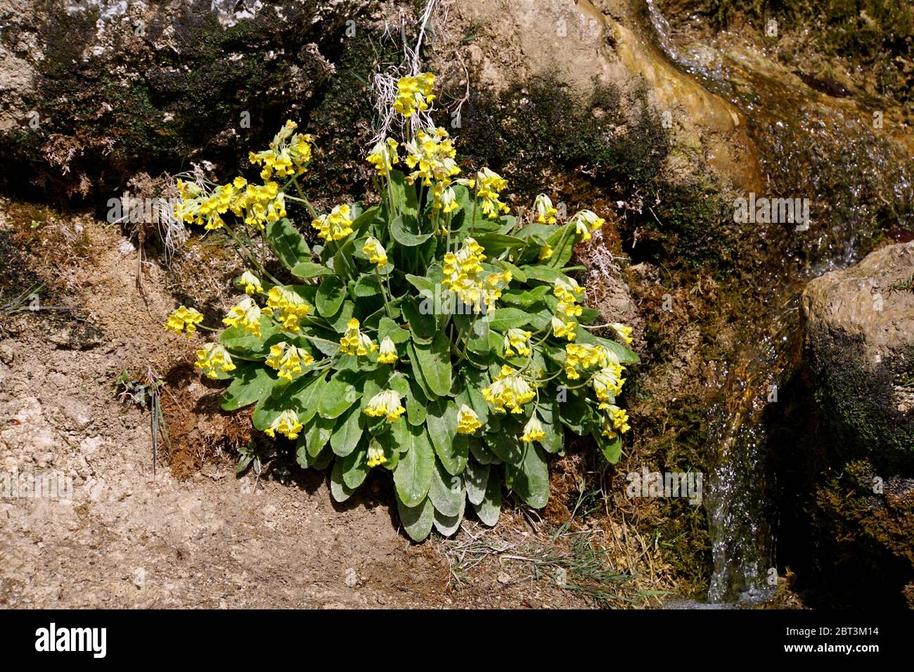 Echte Schlüsselblume (Primula veris, Syn. Primula officinalis), Üxheim, Rheinland-Pfalz, Deutschland Stock Photo