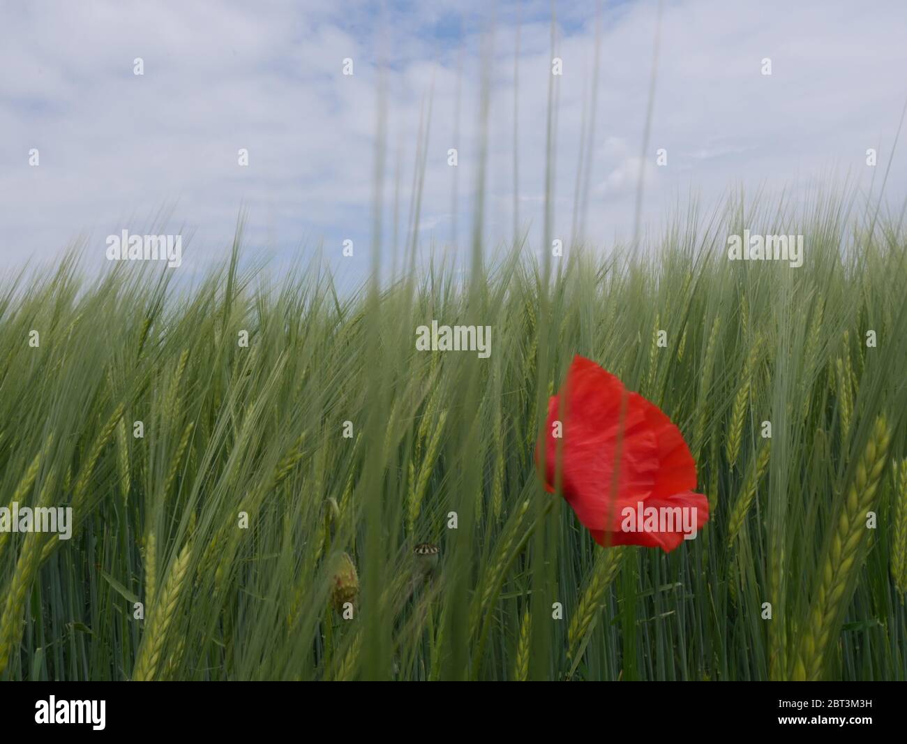 A poppy standing in a cornfield Stock Photo - Alamy