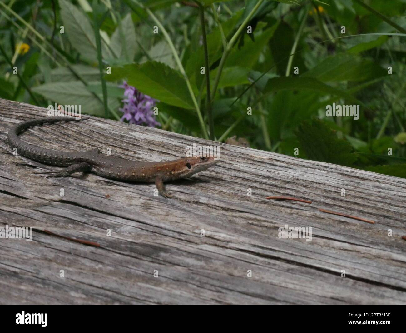 A salamander sitting in the nature Stock Photo