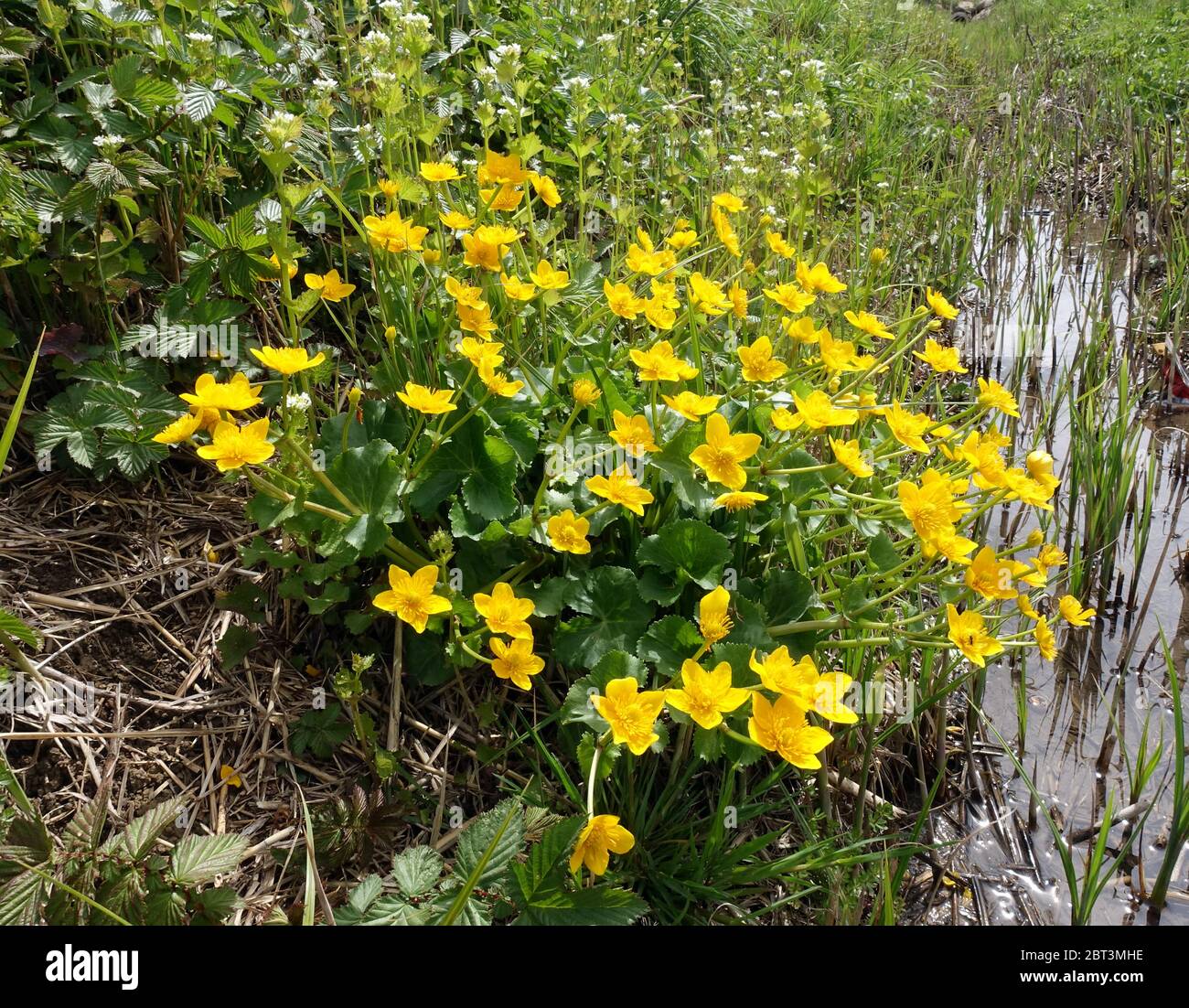 Sumpfdotterblume (Caltha palustris), blühende Pflanze, Üxheim, Rheinland-Pfalz, Deutschland Stock Photo