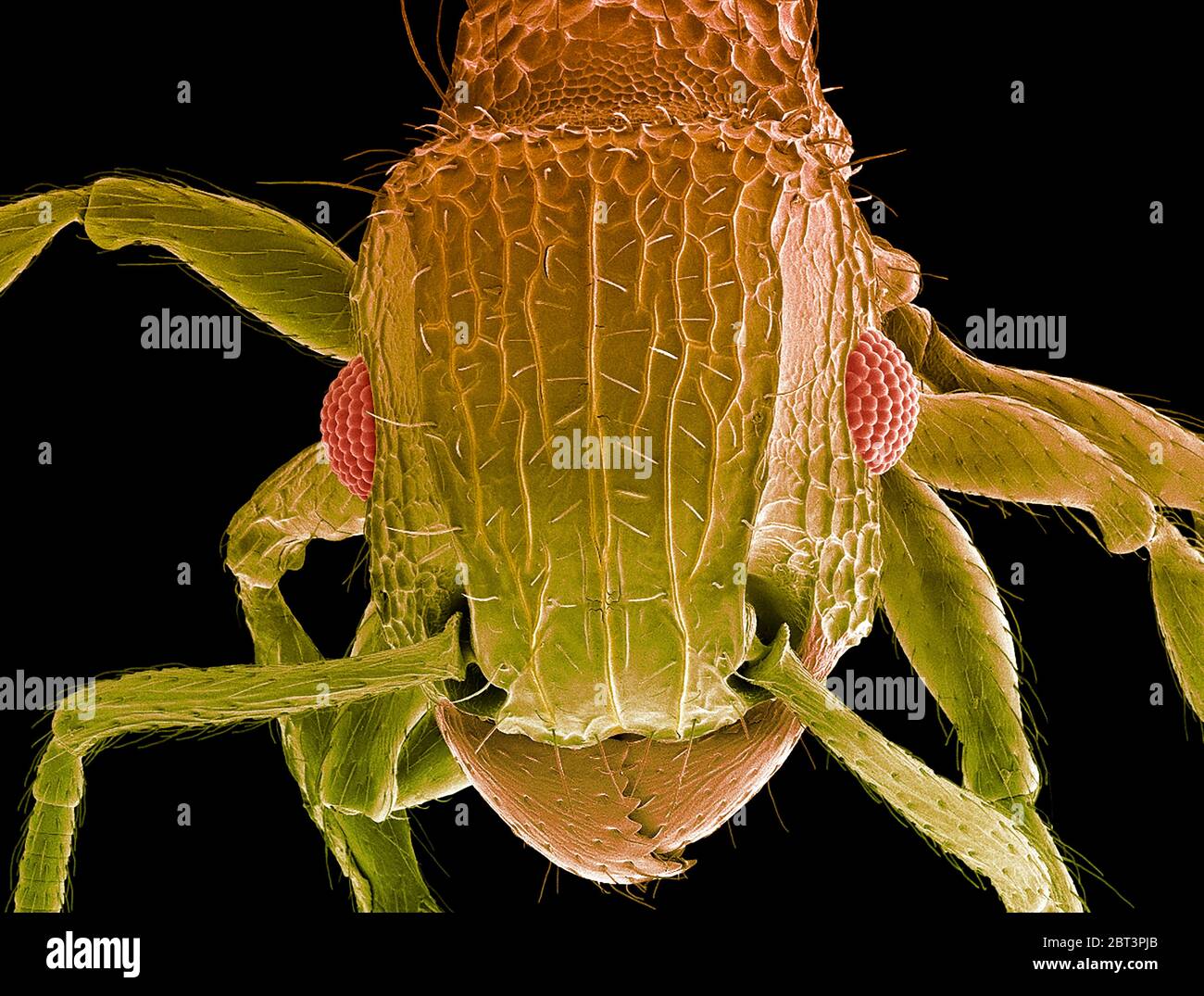 Ant head. Coloured scanning electron micrograph (SEM) of the head of an ant (family Formicidae). showing its large compound eyes (red) and jaws. Magnification: x50 when printed 10 centimetres wide. Stock Photo
