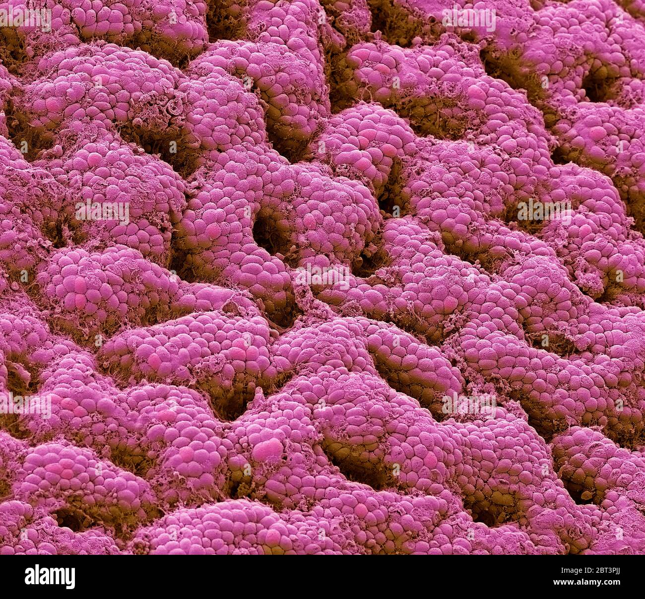 Stomach lining. Coloured scanning electron micrograph (SEM) of the glandular lining (mucosa) of the stomach. The gastric mucosa secretes the digestive Stock Photo