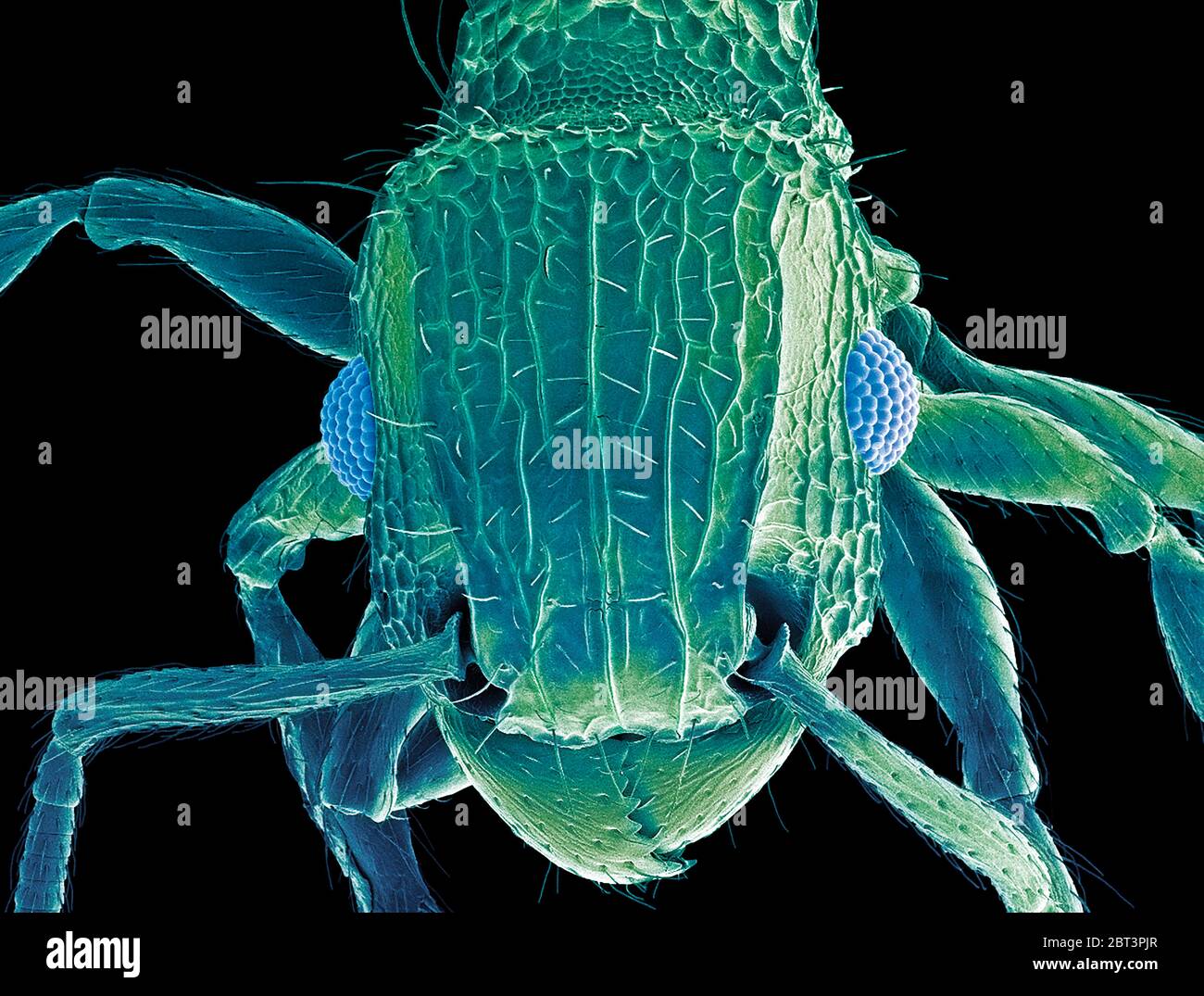 Ant head. Coloured scanning electron micrograph (SEM) of the head of an ant (family Formicidae). showing its large compound eyes (blue) and jaws. Magnification: x50 when printed 10 centimetres wide. Stock Photo