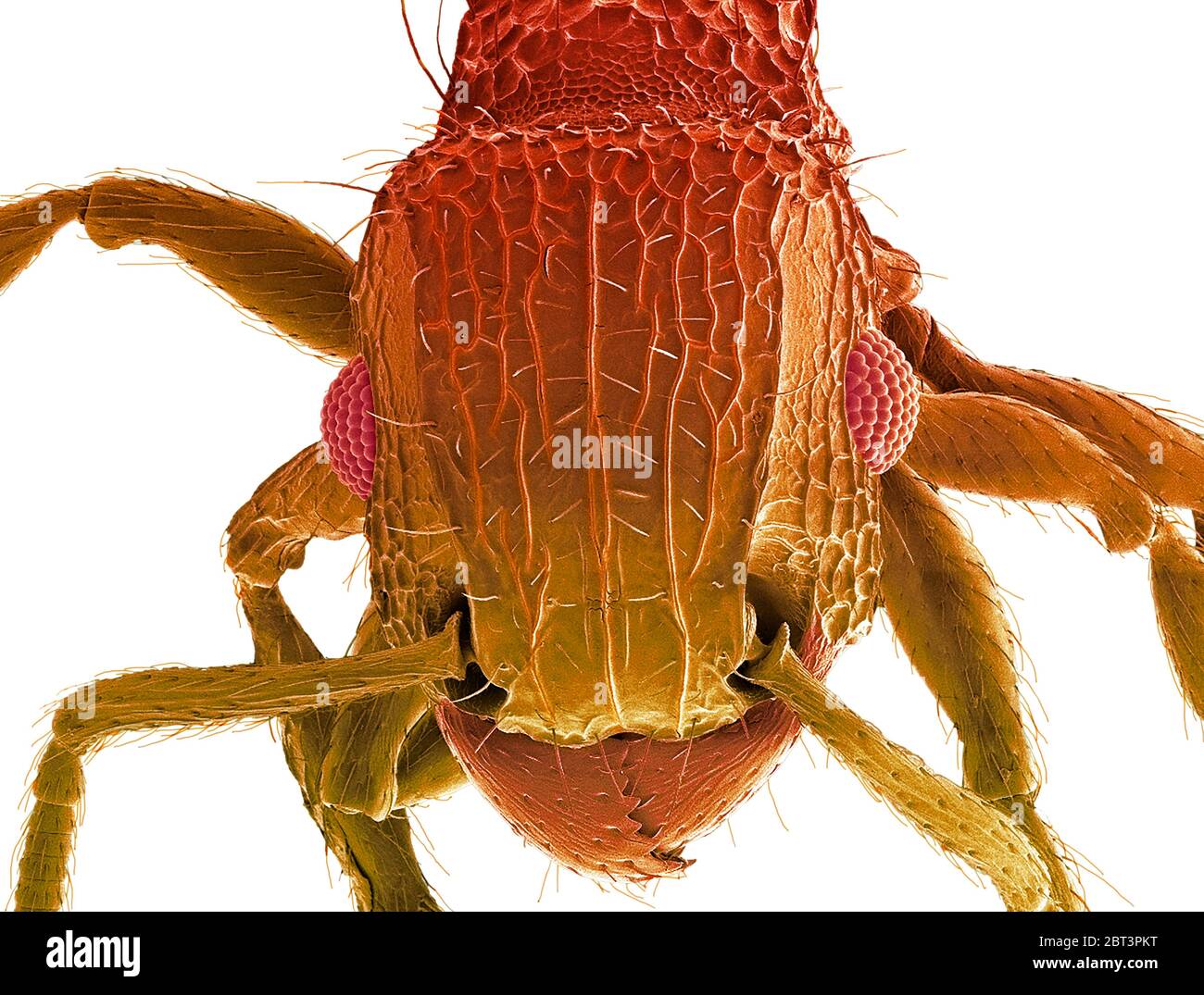 Ant head. Coloured scanning electron micrograph (SEM) of the head of an ant (family Formicidae). showing its large compound eyes (red) and jaws. Magnification: x50 when printed 10 centimetres wide. Stock Photo