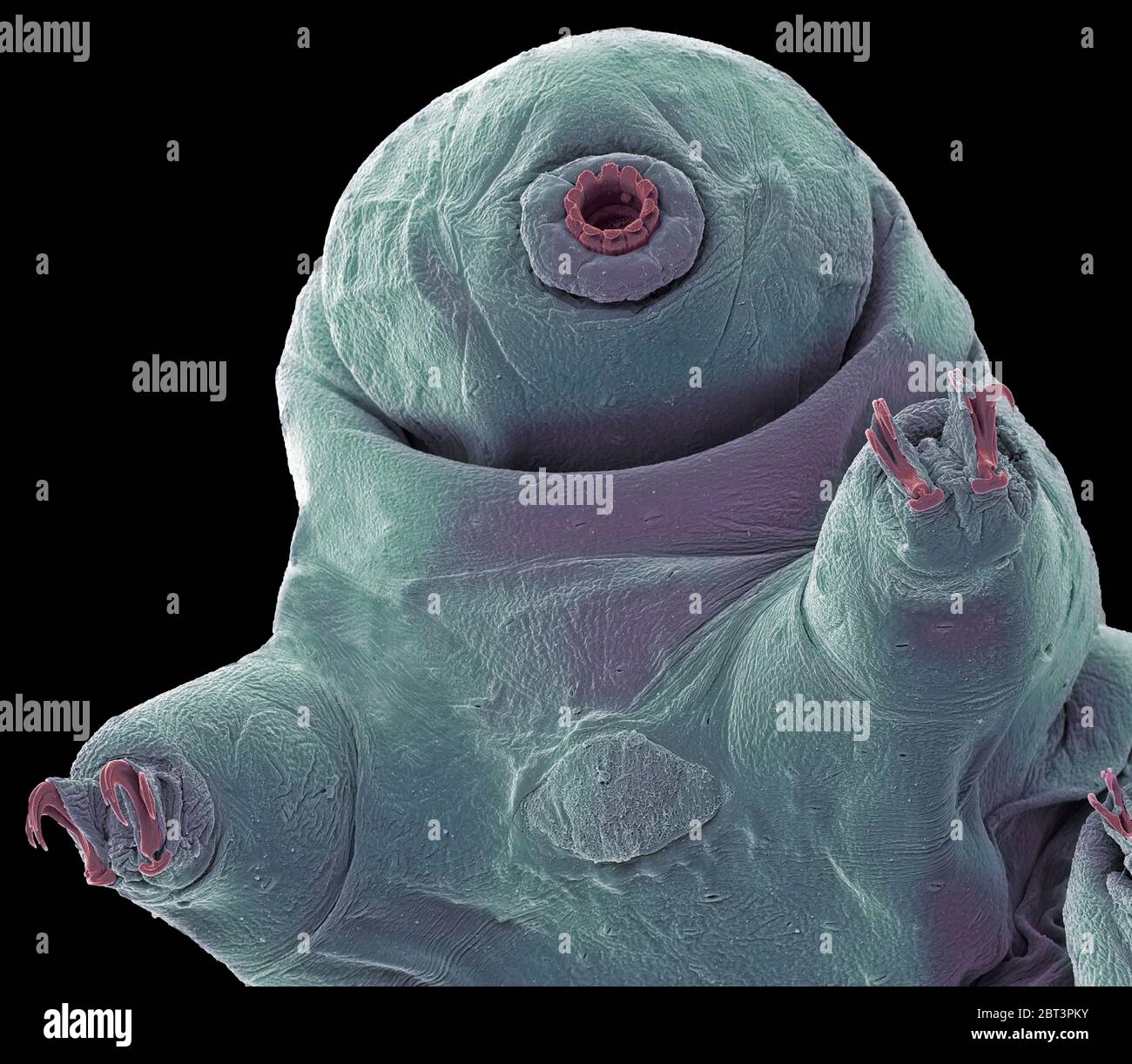 Water bear. Coloured scanning electron micrograph (SEM) of a water bear