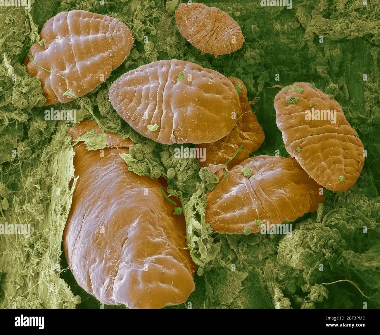 Scale insects. Coloured scanning electron micrograph (SEM) of scale insects (superfamily Coccoidea) on a leaf. This pest feeds on the plant's sap. It secretes a powdery wax coating that protects it against pesticides and predators. Magnification: x50 when printed at 10 centimetres wide. Stock Photo
