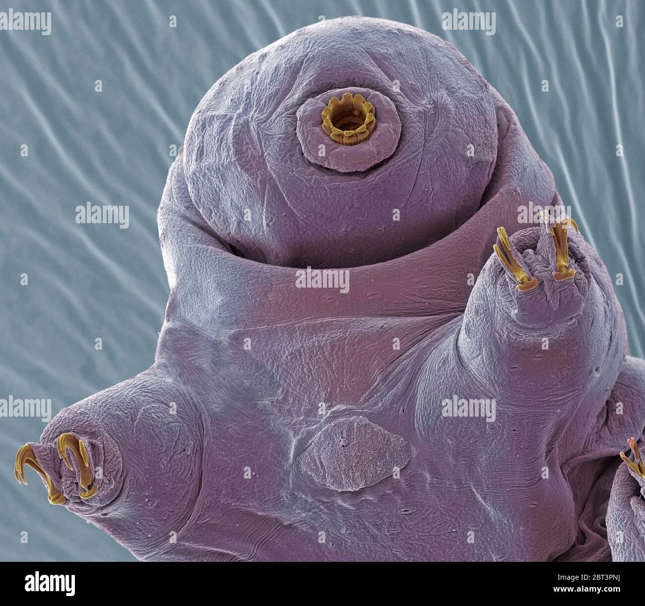 Water bear. Coloured scanning electron micrograph (SEM) of a water bear