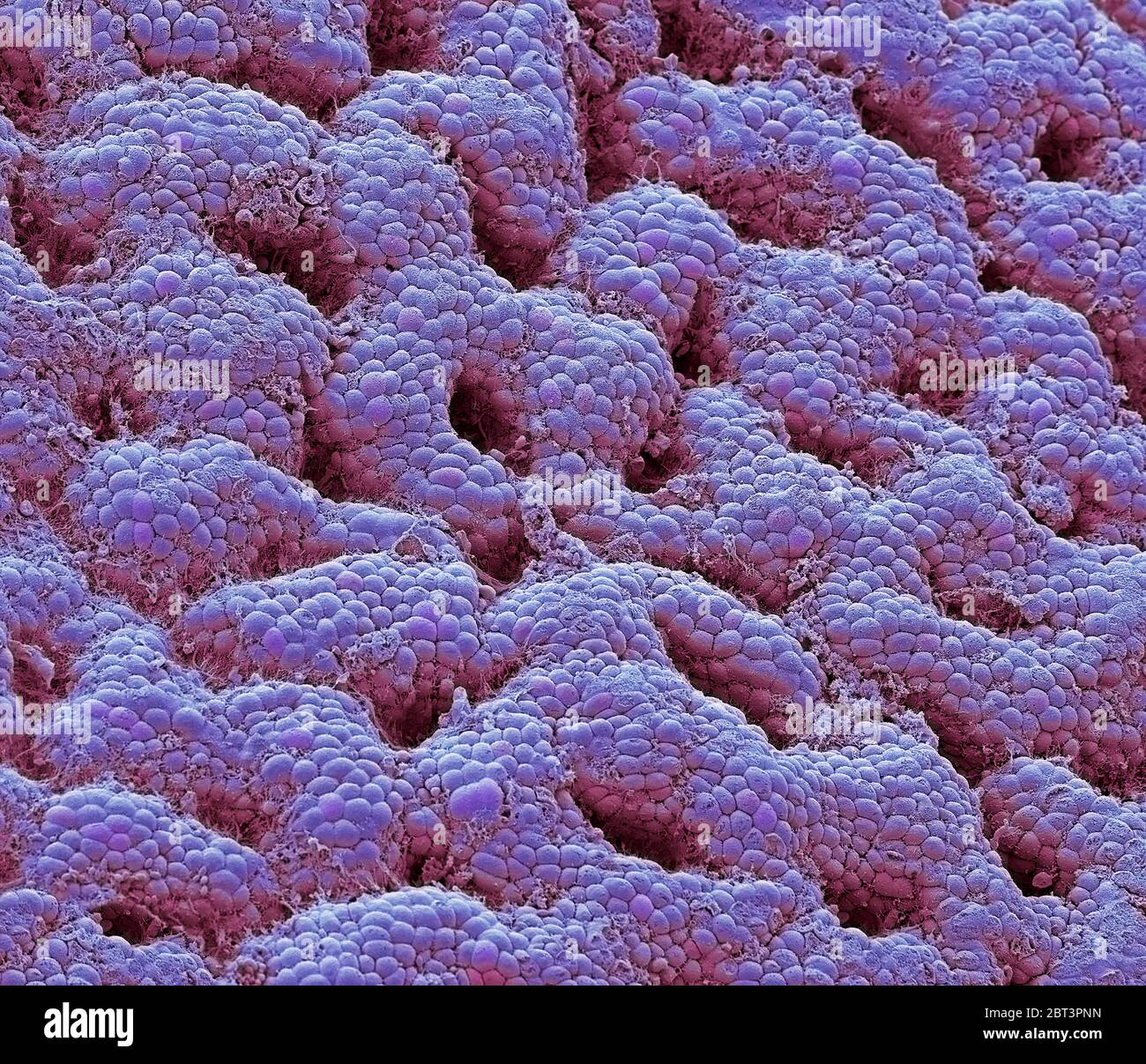 Stomach lining. Coloured scanning electron micrograph (SEM) of the glandular lining (mucosa) of the stomach. The gastric mucosa secretes the digestive Stock Photo