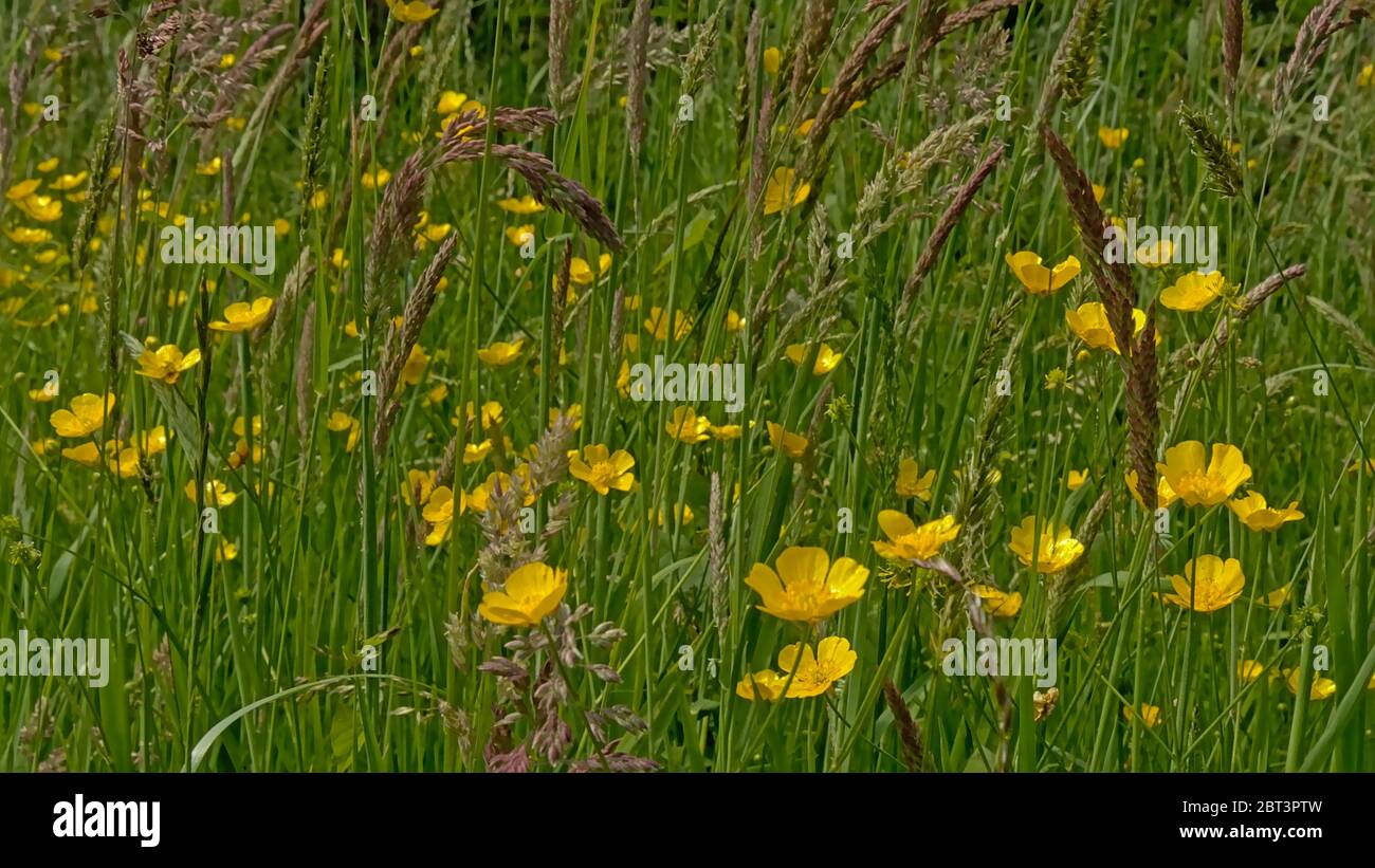 Lots of bright yellow buttercup flowers and hihg grasses in a lush green meadow with high grass - Ranunculus Stock Photo
