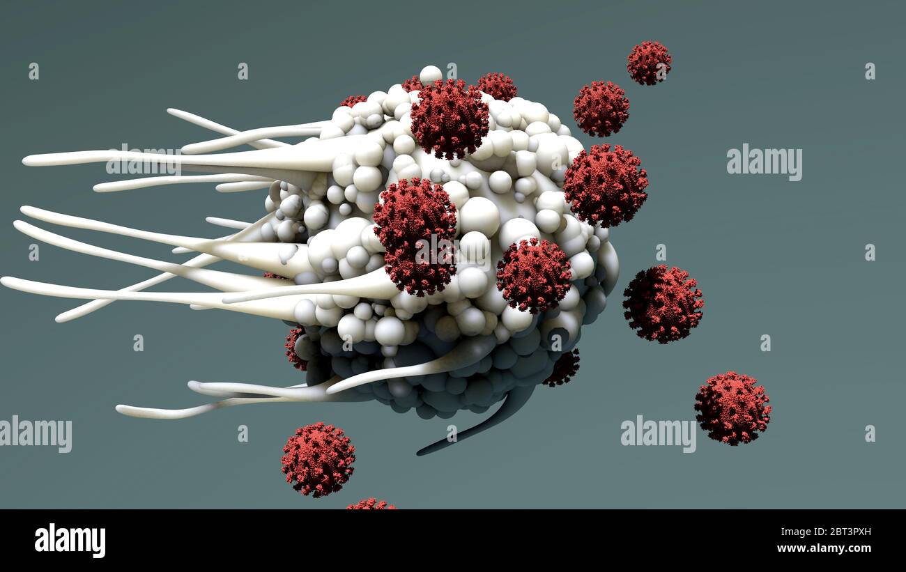 Dendritic cell and virus particles, illustration. Dendritic cells are a component of the body's immune system. The cell gets it name from the long membrane extensions off the cell body, which look like the dendrites of a nerve cell. Dendritic cells are antigen-presenting cells (APCs), that is, they present pathogens or foreign molecules (antigens) to other cells of the immune system to be eliminated. Stock Photo