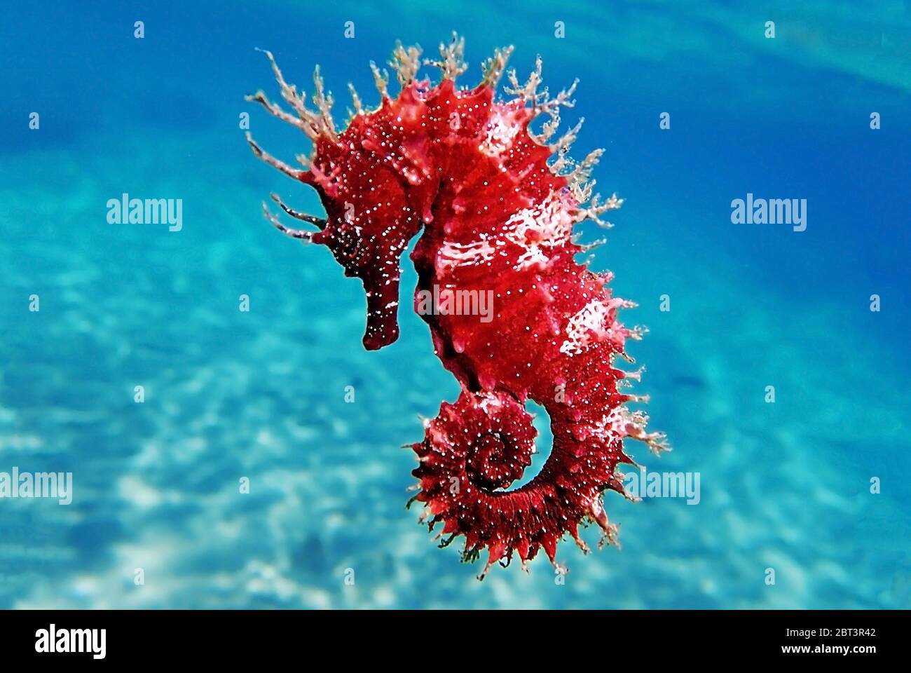 Red long-snouted seahorse - Hippocampus guttulatus Stock Photo