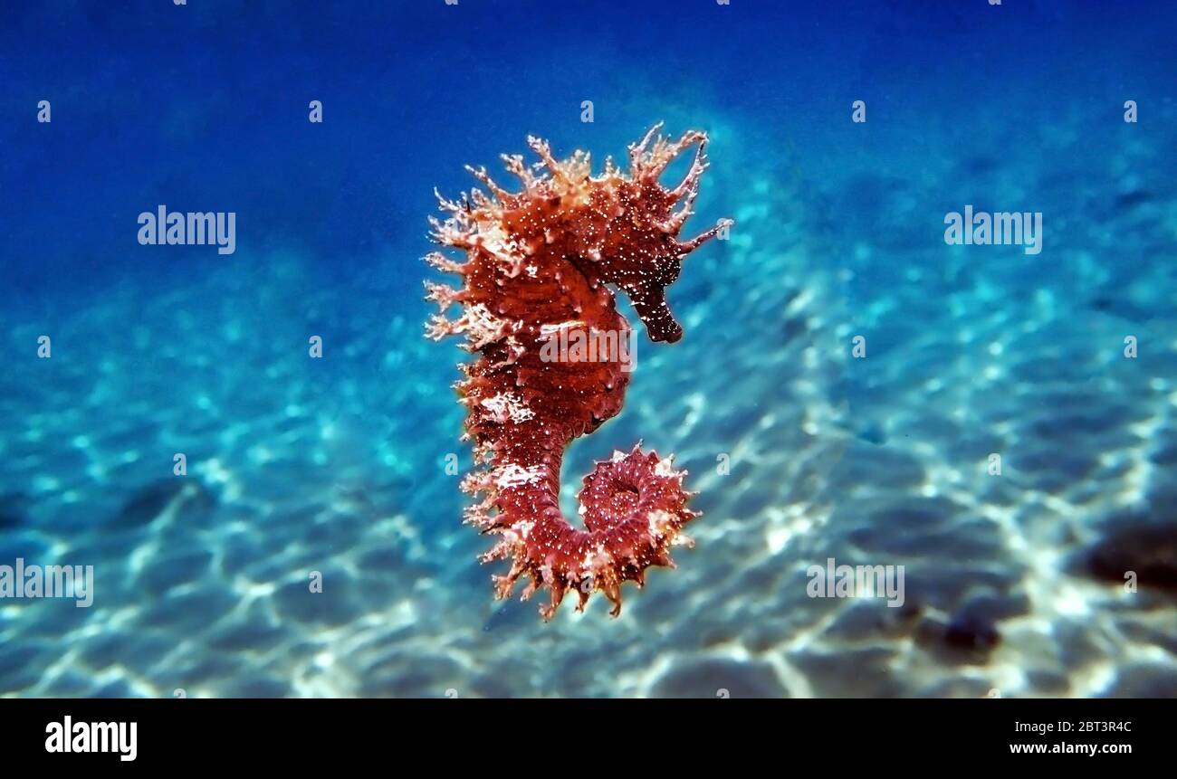 Red long-snouted seahorse - Hippocampus guttulatus Stock Photo