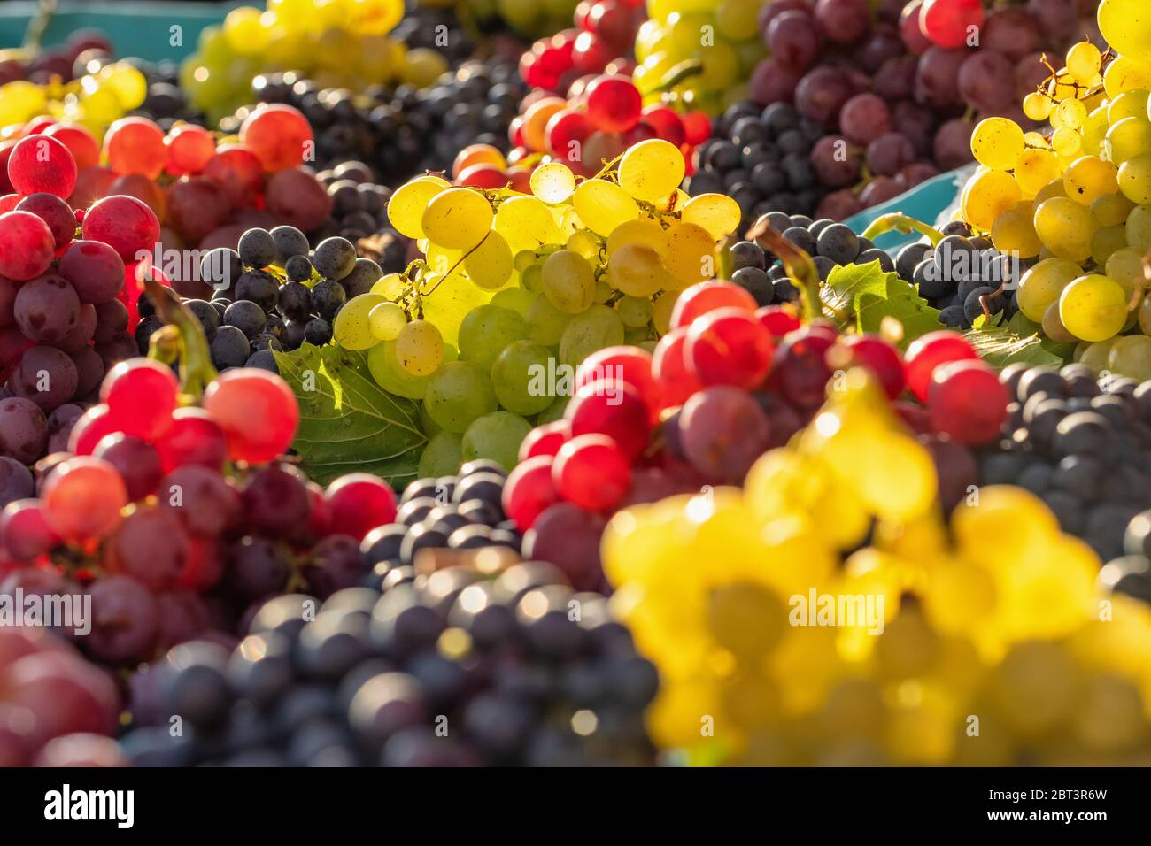 Fresh delicious grapes glows in the sun Stock Photo