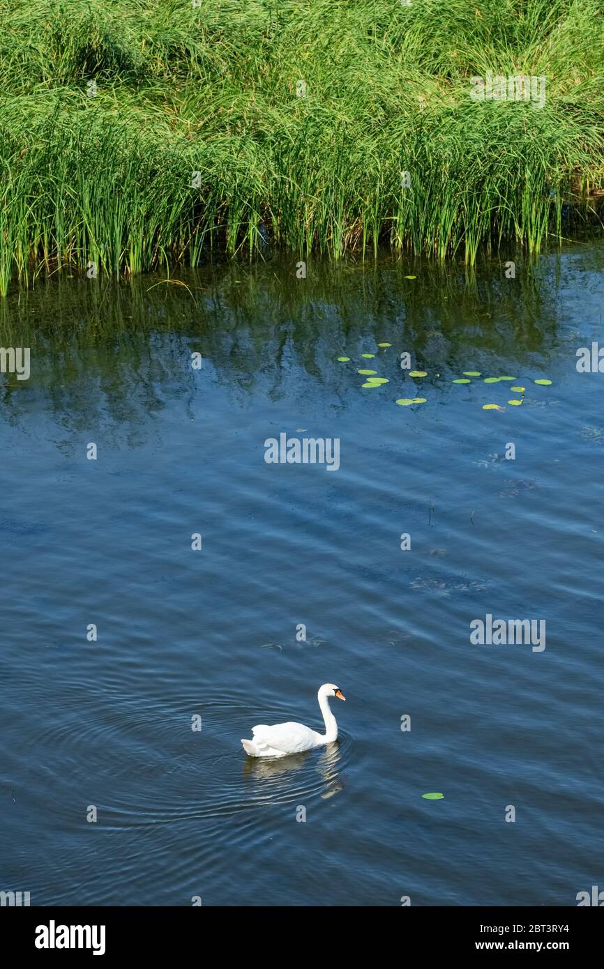 Beautiful wild white swan on the river Stock Photo