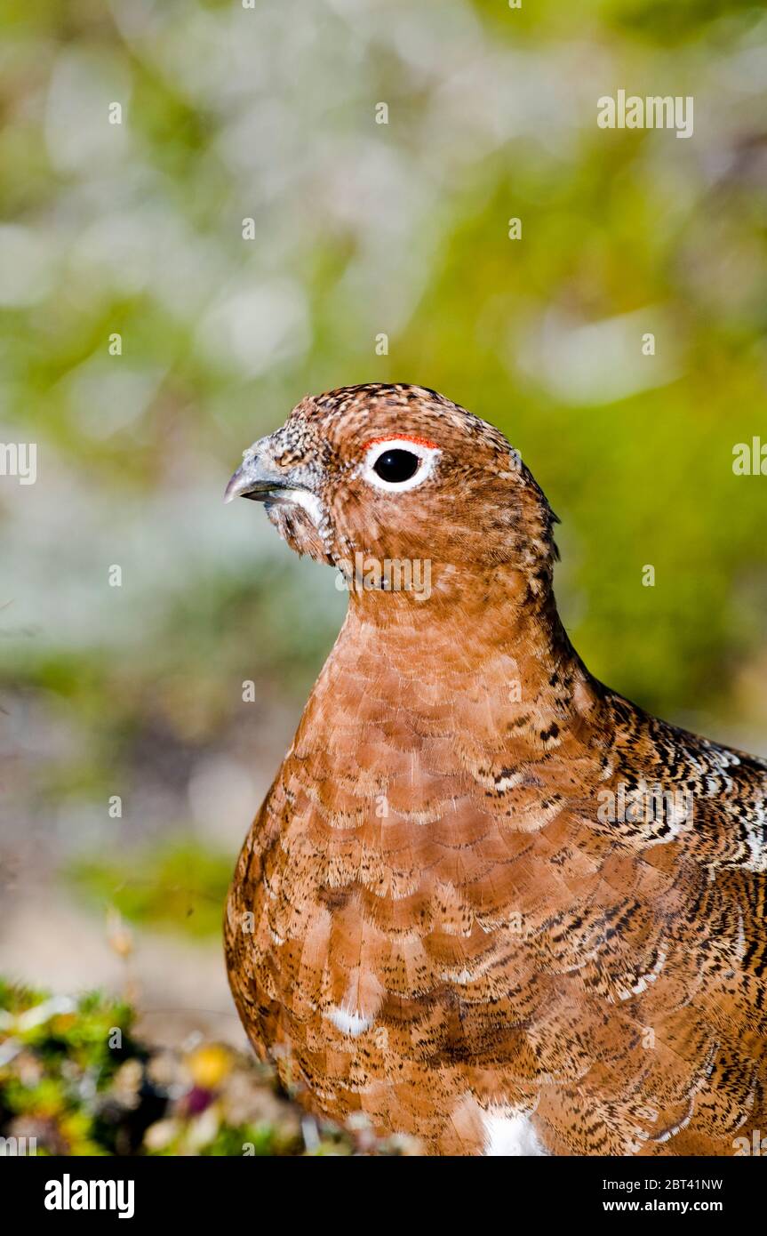 Male willow ptarmigan in the Becharof National Wildlife Refuge, Alaska