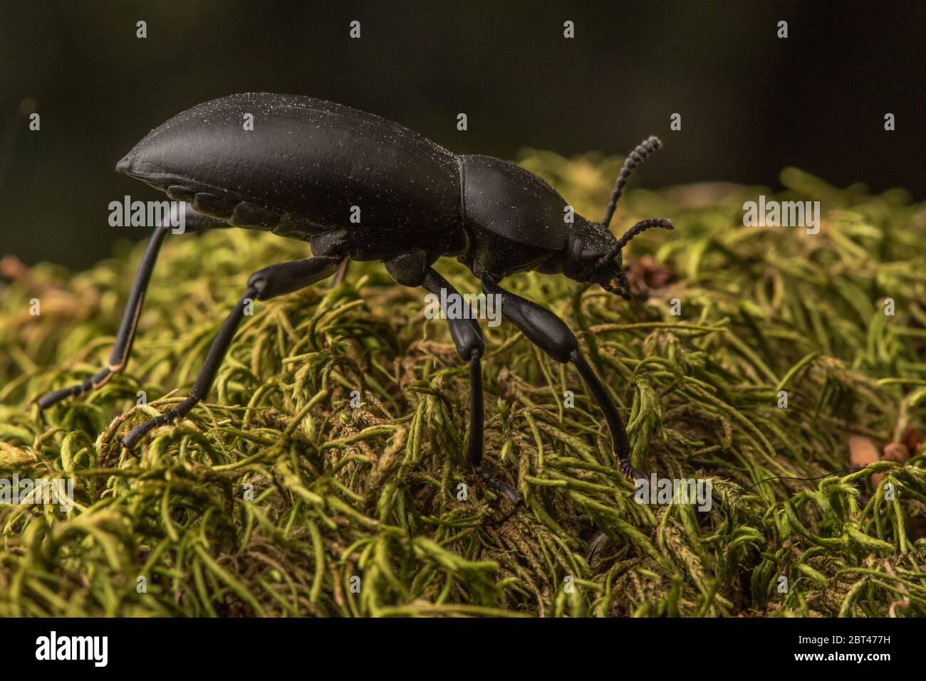 A black stink beetle, Eleodes, from the Bay area of California, USA. Stock Photo