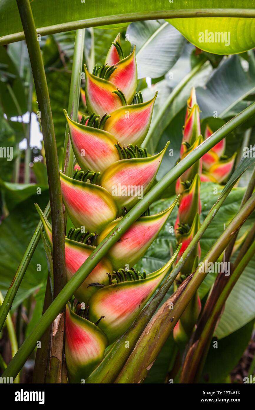 Tropical plant Heleconia, Puna, Hawaii, #TheBigIsland, USA Stock Photo