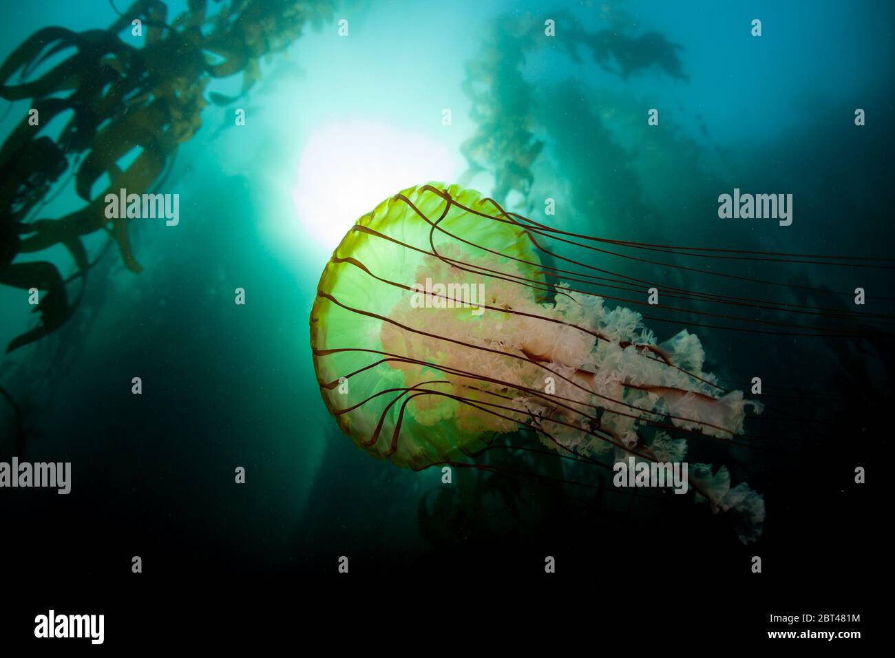 A huge Pacific sea nettle, Chrysaora fuscescens, cruises near a